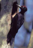 Black Woodpecker - Photo copyright David Lingard