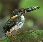 Blue-banded Kingfisher - Photo copyright Suppalak Klabdee