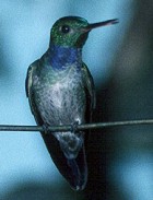Blue-chested Hummingbird - Photo copyright Allen Chartier