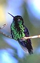 Blue-chinned Sapphire - Photo copyright Giuliano Gerra and Silvio Sommazzi