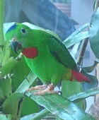 Blue-crowned Hanging-Parrot - Photo copyright Dan Cowell