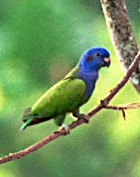 Blue-headed Parrot - Photo copyright Harry Sell