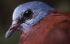 Blue-headed Wood-Dove - Photo copyright Brian Schmidt