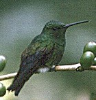 Blue-tailed Hummingbird - Photo copyright Manuel Grosselet