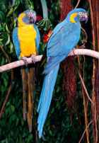 Blue-throated Macaw - Photo copyright Loro Parque Fundación
