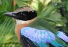 Blue-winged Pitta - Photo copyright Laurence Poh