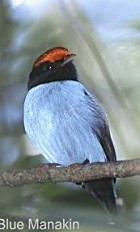Swallow-tailed (Blue) Manakin - Photo copyright James Ownby