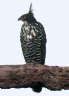 Blyth's Hawk-Eagle - Photo copyright Laurence Poh
