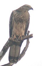 Bonelli's Eagle - Photo copyright Jim Rose