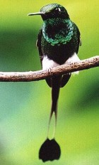 Booted Racket-tail - Photo copyright Peter Jones