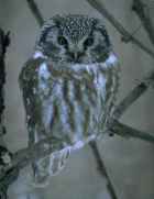Boreal Owl - Photo copyright Terry Brashear