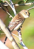 Bran-colored Flycatcher - Photo copyright Richard Garrigues
