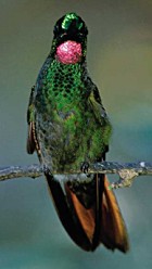 Brazillian Ruby - Photo copyright Edson Endrigo