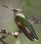 Broad-billed Hummingbird (female) - Photo copyright Manuel Grosselet