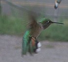 Broad-tailed Hummingbird - Photo copyright Luke Cole