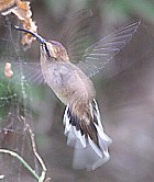 Broad-tipped Hermit - Photo copyright Arthur Grosset