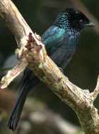 Lesser Racquet-tailed Drongo - Photo copyright Laurence Poh