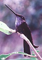Bronzy Inca - Photo copyright Neotropical Journeys