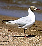 Brown-headed Gull - Photo copyright Dave Behrens