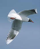 Brown-hooded Gull - Photo copyright Mike Danzenbaker