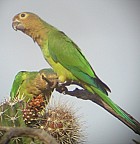 Brown-throated Parakeet - Photo copyright Joe Thompson