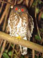 Brown Boobook (Hawk-Owl) - Photo copyright Christian Artuso