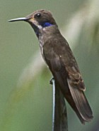 Brown Violet-ear - Photo copyright David Massie