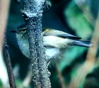 Buff-barred Warbler - Photo copyright Christian Artuso