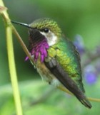 Bumble-Bee Hummingbird - Photo copyright David and Nancie Massie