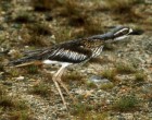 Bush Stone-Curlew (Thick-knee) - Photo copyright Trevor Quested
