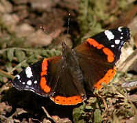 Butterfly - Photo copyright Manuel Grosselet