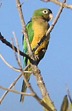 Caatinga Parakeet - Photo copyright Arthur Grosset