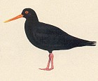 Canary Islands Oystercatcher - Courtesy of the Handbook of the Birds of the World