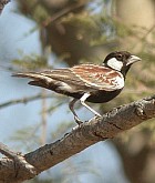 Chestnut-backed Sparrow-Lark - Photo copyright Ben van den Broek