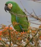 Chestnut-fronted Macaw - Photo copyright Jergen Beckers