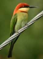 Chestnut-headed Bee-eater - Photo copyright Lawrence Poh