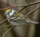 Chestnut-sided Warbler - Photo copyright Douglas Herr