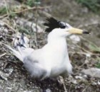 Chinese Crested Tern - ENDANGERED - Courtesy of the Wildbird Federation of Taiwan - Photographer: Liang Chieh-tah