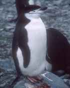 Chinstrap Penguin - Photo copyright Brooke Clibbon