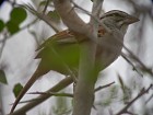 Cinnamon-tailed Sparrow - Photo copyright Manuel Grosselet