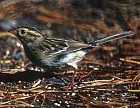 Clay-colored Sparrow - Photo copyright Don Roberson