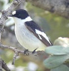 http://www.camacdonald.com/birding/CollaredFlycatcher(SB).jpg