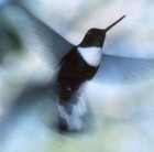 Collared Inca - Photo copyright Allen Chartier