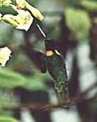 Collared Inco - Photo copyright Jeremy Barker