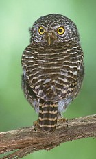 Collared Owlet - Photo copyright Suppalak Klabdee