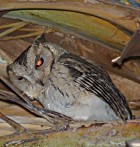 Collared Scops-Owl - Photo copyright Dave Behrens
