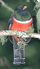 Collared Trogon - Photo copyright Birding Escapes Costa Rica