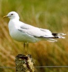 Common Gull - Photo copyright Jeremy Barker