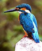 Common Kingfisher - Photo copyright Sumit Sen