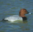 Common Pochard - Photo copyright Don DesJardin